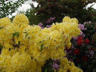 P5249122_Azalea_Sonnenkopfchen 'Sonnenköpfchen'