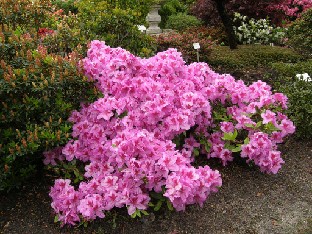 P5249142_Jap_azalea_Peppina Japanese azalea 'Peppina'