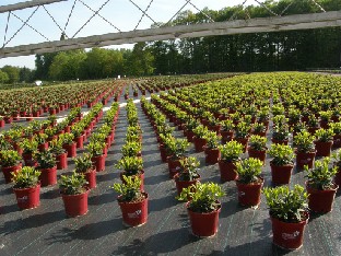 P5228751_pottirivit_Bruns Pots in straight rows