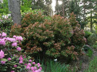 P5228781_Pieris_japonica_Mountain_Fire Pieris japonica 'Mountain Fire'