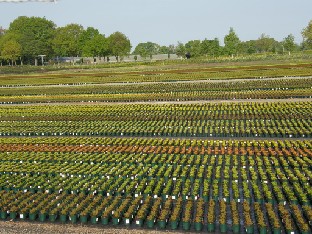 P5238802_Heinje_pottipeltoa Heinje's pot fields