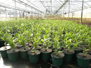 P5238824_Heinje_tehokasvatusta Pots in greenhouse