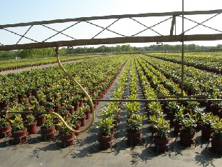 P5238853_Heinje_kastelulaite_ja_pottirivit Watering system and pot field