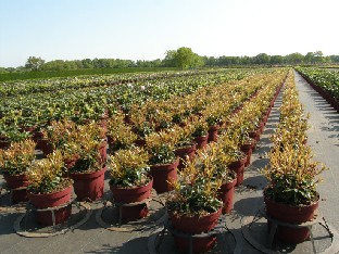 P5238855_Heinje_rhodorivit_huom_pottituet Long rows of pots