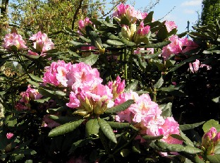 P5238961_Seidel_hybrid_Christian_Schroder 'Christian Schröder', 'Genoveva' x 'Hassan', Seidel (c 1938)