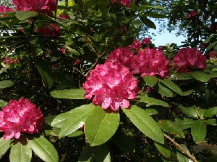 P5239005_Seidel_hybrid_Quendel 'Quendel', catawbiense x 'Mrs Milner', Seidel (1914)