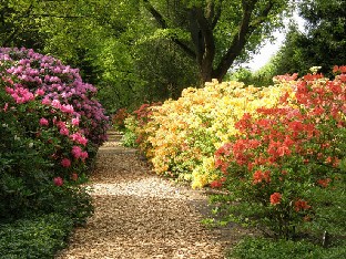 P5239011_Park_der_Garten_alppiruusut_ja_atsaleat Rhododendrons and azaleas are planted in alphabetic order