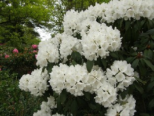 P5239058_Seidel_hybrid_Helene_Schiffner 'Helene Schiffner', parentage unknown, Seidel (c 1890)