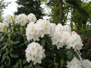 P5239060_Seidel_hybrid_Hero 'Helene Schiffner', parentage unknown, Seidel (c 1890)