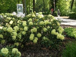 P5218491_Bohlkens_Laura 'Bohlken's Laura' at the entrance to the park