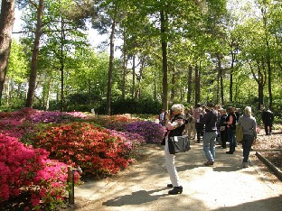 P5218531_japaneze_azaleas_Laura_Grant Laura Grant taking photos of japanese azaleas