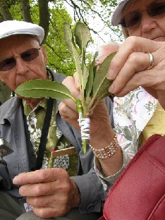 P5238886_amerikkalaiset_Paul_ja_Martha_Anderson_tutkivat_vartetta Paul and Martha Anderson take a close look at the graft