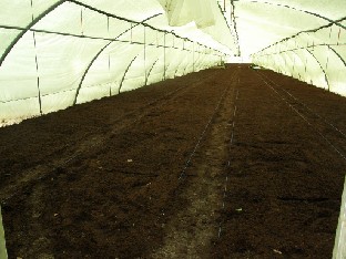 P5238890_turve_valmiina_pistokkaille Peat wating for cuttings and grafts