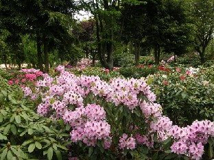 P5238904_istutuksia Rhododendron hybrids