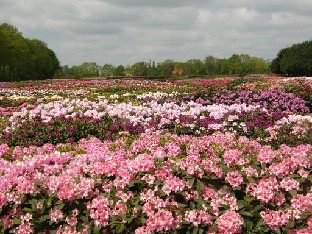 Fredo Schrder Rhododendron-Jungpflanzen, Wiefelstede, 23.5.2010