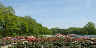 P5228706_Stockmann More rhododendrons