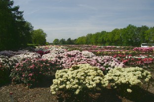 P5228708_rhodopellot_Stockmann Stöckmann's rhododendron fields