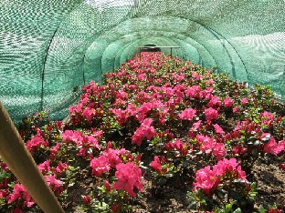 P5228728_japanilaisten_atsaleojen_pistokastunneli Japanese azalea cuttings in a shadow tunnel