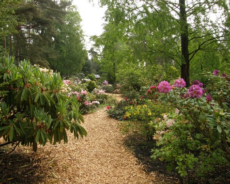 Hobbie Rhododendronpark, Westerstede, 24.5.2010 (personal visit) Hobbie Rhododendronpark, Westerstede, 24.5.2010 (personal visit)