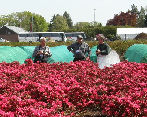 Stöckmann Baumschulen, Bad Zwischenahn, 22.5.2010 Stöckmann Baumschulen, Bad Zwischenahn, 22.5.2010