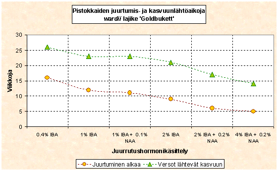 wardii Goldbukett juurtuminen