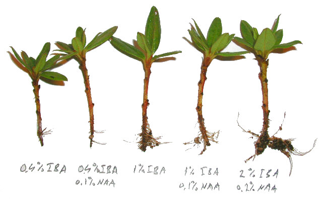 russatum Lauretta pistokkaat