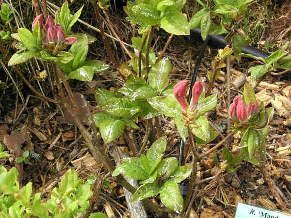 Powdery Mildew on 'Mandarin Lights' azalea