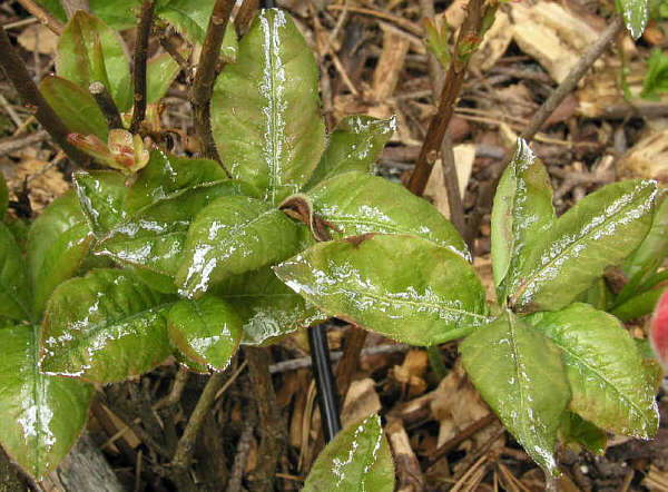 Powdery Mildew on 'Mandarin Lights' azalea