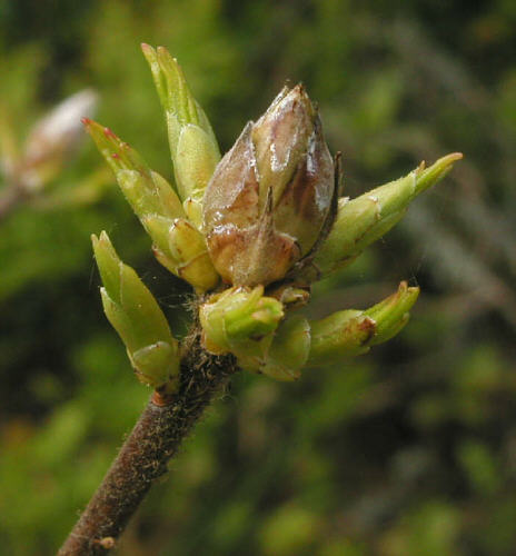 Powdery Mildew on 'Goldtopas' azalea