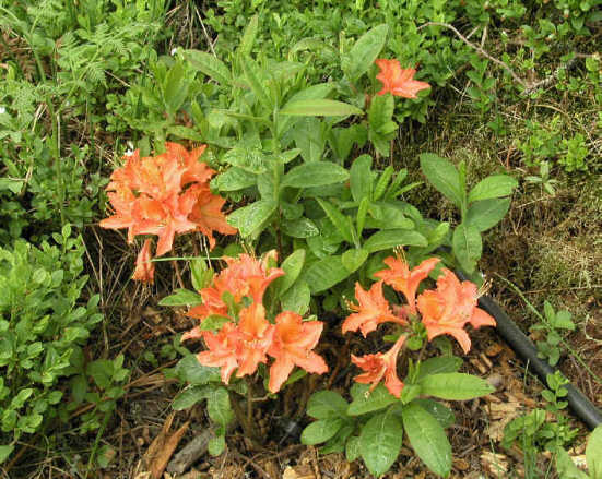 Mandarin Lights' azalea