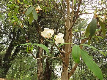 IMG_1313_Rhododendron_griffithianum_Sachen-Tshoka_2650m_160503 Rhododendron griffithianum , Sachen -Tshoka 2650 m