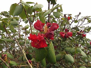 IMG_1461_Rhododendron_thomsonii_Tshoka-Dzongri_3800m_160504 Rhododendron thomsonii , Tshoka - Dzongri 3800 m