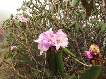 IMG_1516_Rhododendron_campanulatum_Dzongri_4000m_160505 Rhododendron campanulatum , Dzongri 4000 m