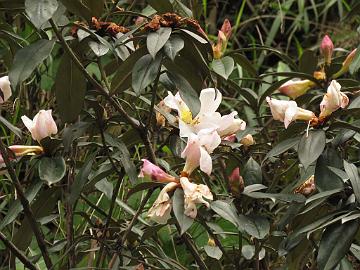 IMG_1621_Rhododendron_maddenii_Chungthang_1800m_160508 Rhododendron maddenii , Chungthang 1800 m