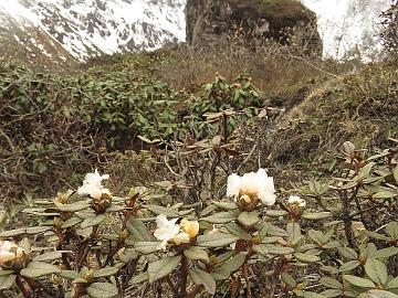 IMG_1738_Rhododendron_anthopogon_Thangu_to_Muguthang_4200m_160609 Rhododendron anthopogon , Thangu - Muguthang 4200 m