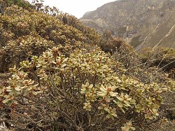 IMG_1759_Rhododendron_setosum_Thangu_to_Muguthang_4200m_160609 Rhododendron setosum , Thangu - Muguthang 4200 m