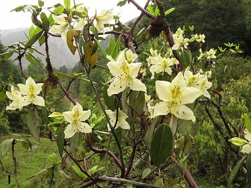 IMG_1923_Rhododendron_triflorum_Lachung_2900m_160510 Rhododendron triflorum , Lachung 2900 m