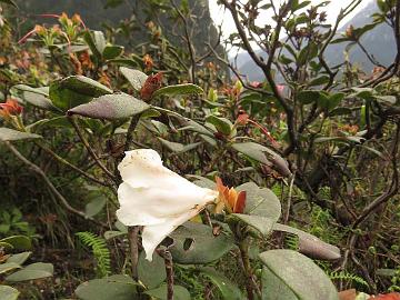 IMG_1952_Rhododendron_ciliatum_at_Yaktse_Lachung-Yumthang_3080m_160511 Rhododendron ciliatum , Lachung - Yumthang at Yaktse lodge 3080 m