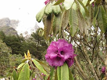 IMG_1994_Rhododendron_niveum_Yumthang_3500m_1024 Rhododendron niveum , Yumthang Valley 3500 m