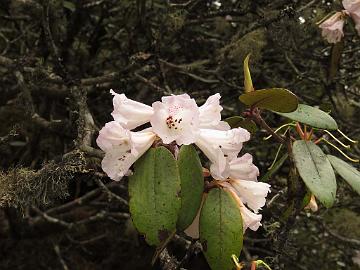 IMG_2025_Rhododendron_hybrid_white_Yumthang_3700m_160511 Rhododendron , told to be white form of R. thomsonii but morphologically looks more like a white form of R. wallichii , Yumthang Valley 3700 m