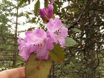 IMG_2031_a_large_Rhododendron_wallichii_Yumthang_3700m_160511 Rhododendron wallichii , Yumthang Valley 3700 m