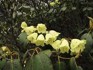 IMG_2080_Rhododendron_campylocarpum_Yumthang_3500m_160511 Rhododendron campylocarpum , Yumthang Valley 3500 m