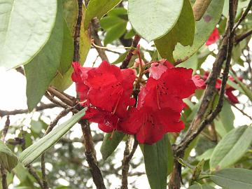 IMG_2144_Rhododendron_sikkimense_Yumthang_3300m_160511 Rhododendron sikkimense , Yumthang Valley 3300 m