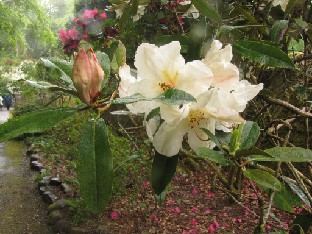 IMG_1210_Rhododendron_maddenii _ssp_maddenii_Polyandrum_Group
