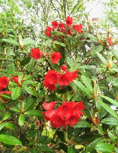 IMG_1220_Rhododendron_May_Day Rhododendron 'May Day'