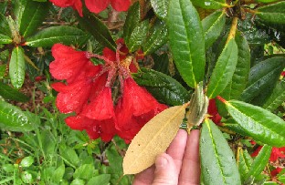 IMG_1221_Rhododendron_May_Day Rhododendron 'May Day'