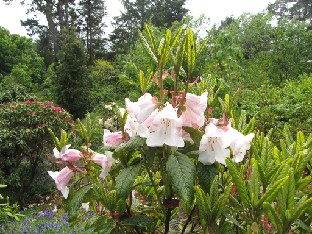 IMG_1237_Rhododendron_subsection_Maddenia Rhododendron , subsection Maddenia