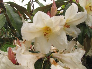 IMG_1242_Rhododendron_maddenii _ssp_maddenii_Polyandrum_Group Rhododendron maddenii ssp. maddenii Polyandrum Group ( R. polyandrum Hutch.)