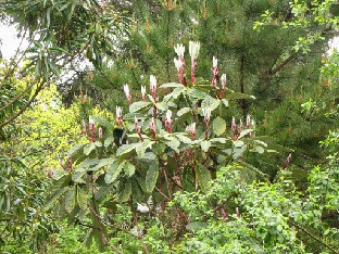 IMG_1244_Rhododendron_subsection_Grandia Rhododendron , subsection Grandia