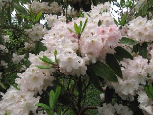 IMG_1246_Rhododendron_Loderi